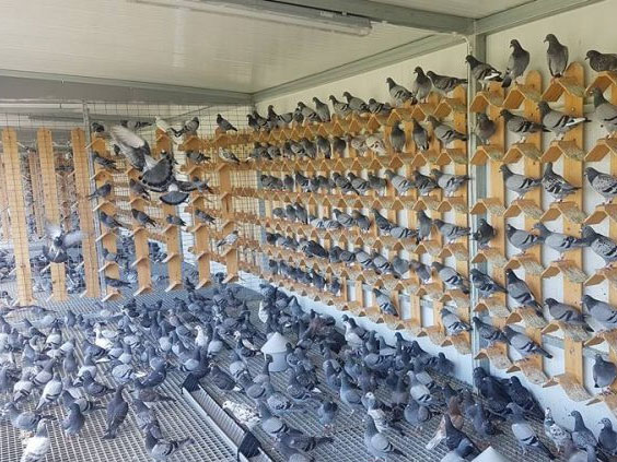 �й������ڵ¹�����������Ѽ� �������