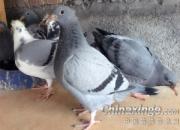 �Ÿ�Ұ���ˮ�Ĳ���۲�