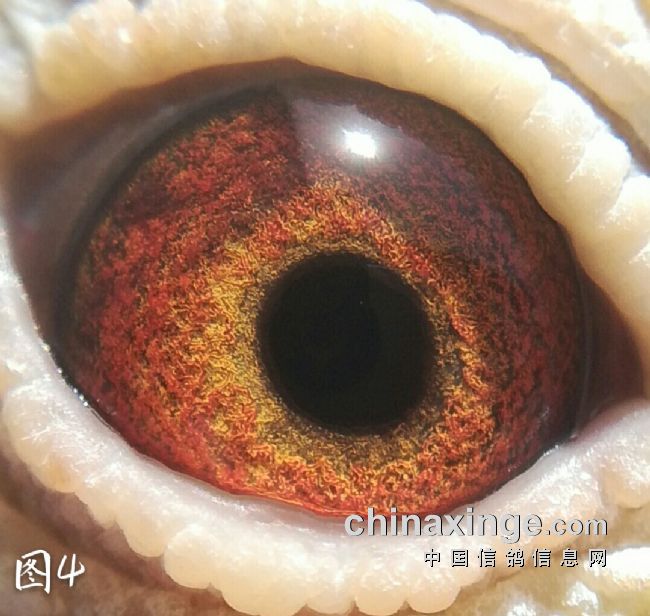 ��ü�����ֻɰ����������