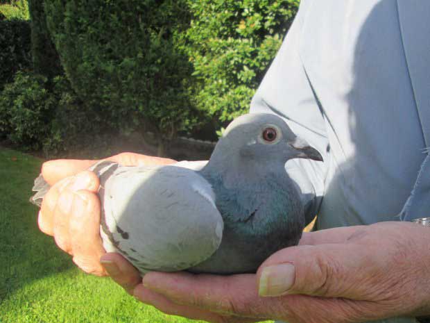 ����ʱ����³IV�ھ���¯ ��Ӣ�ھ�����