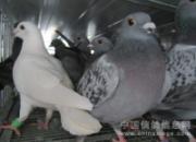 ����С�ڰ壺��ѵ�������鷳��
