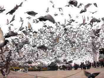 �Ƽ���¶���� ˼���³�����