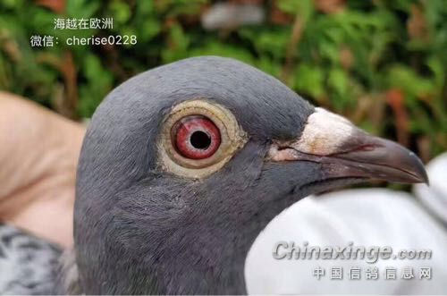 ��˹����ն�����³������13��