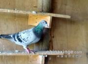 �������Ӵ��Ա��Ŵ�������ʶ��
