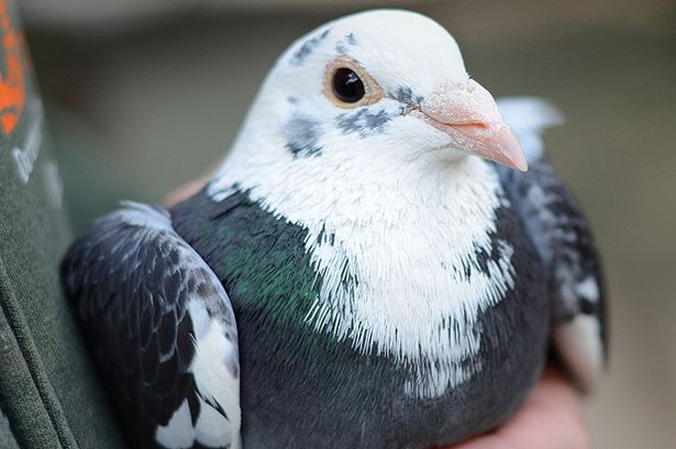 Ӣ�����˺��ڽֵ���׽���ӳ� ��������������������