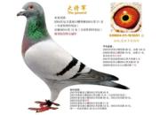 ÿ��һ�룺˭�Һᵶ���� Ψ�ҡ��󽫾���