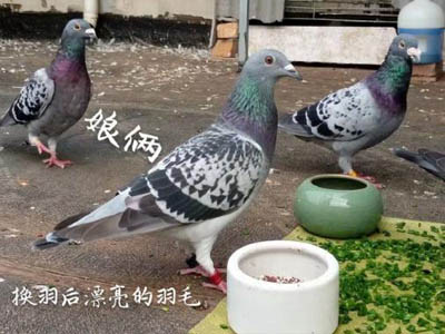 成长记录：幼鸽出窝换羽过程