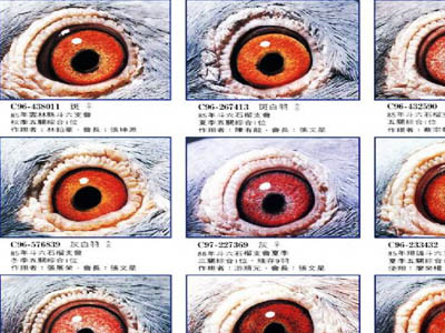 ���ۼ��ͣ��й�̨��ھ�����