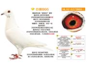 ÿ��һ�룺���Ǹ�ҵ�ִơ��״�866��