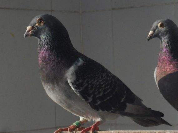 ��Ѫ���Ӷ����ٷŹ��