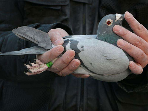 ����ѡ�ø����ø�