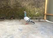 ��ɽС�չ����������콱���շ� �鳲��������˻�