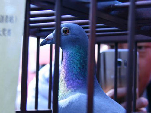 ���������߿����ڼ� ��������С����˹��˹������