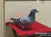 ���йܡ��׸��¶�����رȹھ�