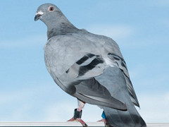 �����׸��1500�������ؼ�