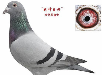 ÿ��һ�룺�󽫾�ֱŮ��ս����ĸ��