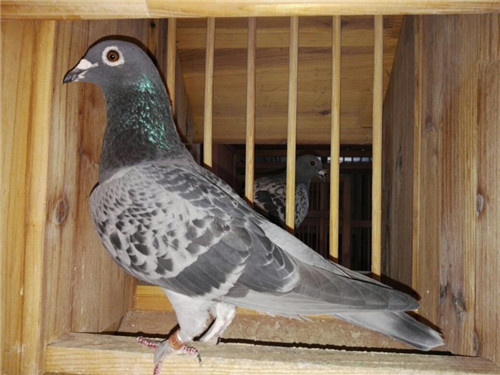 ʵս��ϵ������Ӯ ��������ؿ���