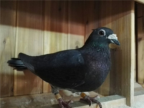 ͷһ������Ӷ�˫�ظ���