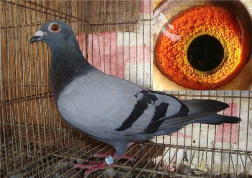 �������������й���Զ������ɫ ǧ��������һ����ر��ۻ����� 