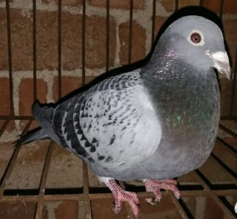 �ҼҴ󹦳� ��ҿ�����ô����