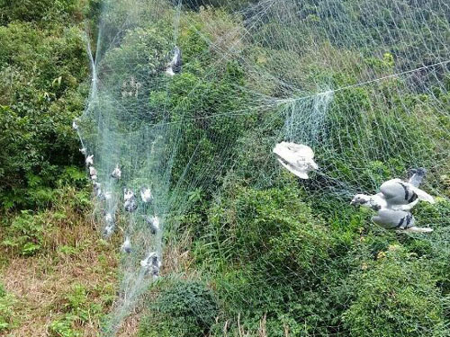 ˭�����Ⱦ���Щ���ӣ�