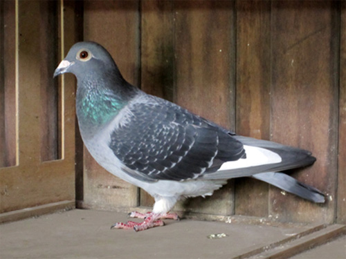 ����ֻ�ǵ�׺  ��Ҫ�����������