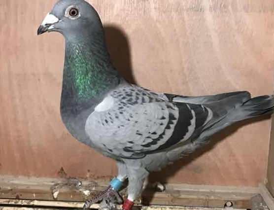 �������۵ĸ�����ô����