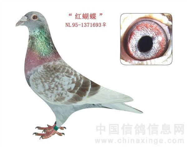 ÿ��һ�룺�����VSս����