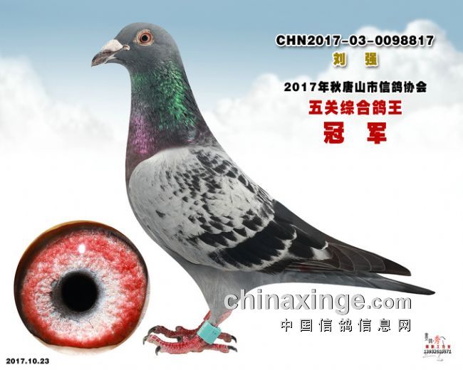唐山鸽协五关数据分析：总亚军是工薪鸽友典范