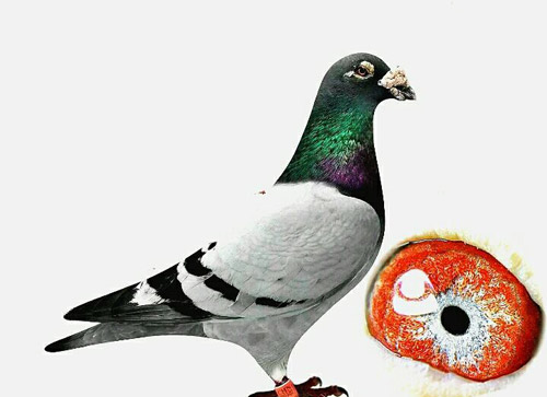 �۸����������� ������ָ����