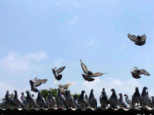 ���¸��Ӳ��ɵ�ԭ�򼰶Բ�