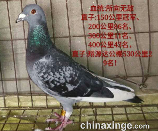 �����������¹���ڶ��ر������ҷɼ����ˣ�