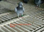 ���ꡰ��ͷ���շ��� �������Ǽ�����·