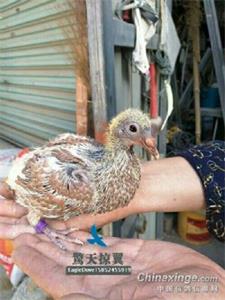 ����ͬ�� С�ɰ��ѽ��� ����Χ��