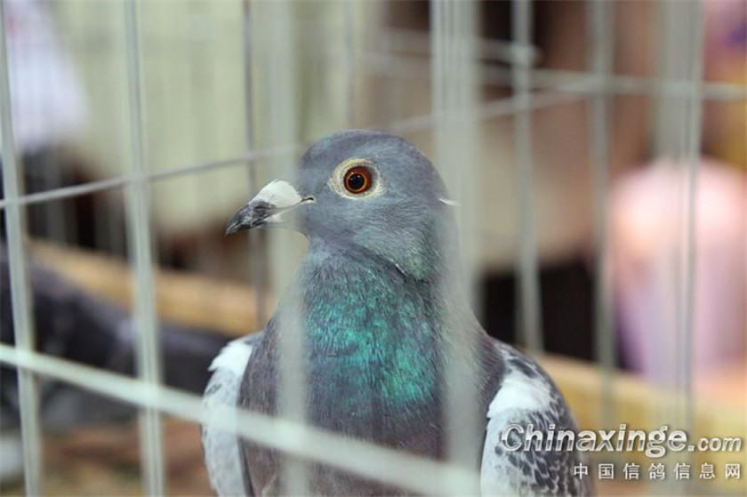 ����ͬ������ ͬ����������