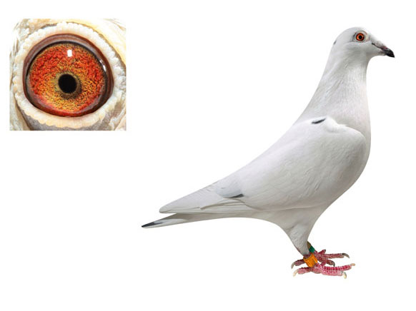 �Ӳ�����ӣ�