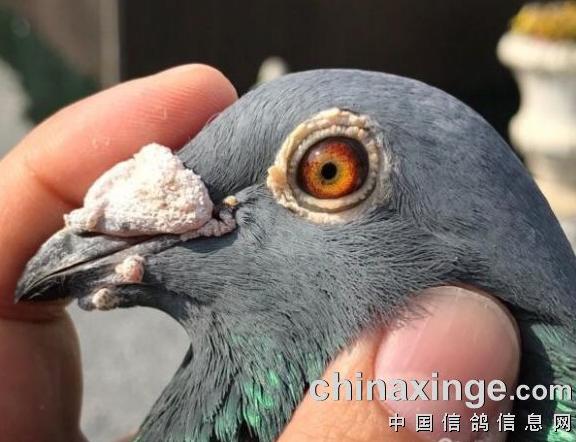 ÿ��һ�룺���Ż���������˹��