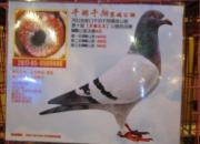 �ӱ�ǧ��ǧ�������ֳ���������