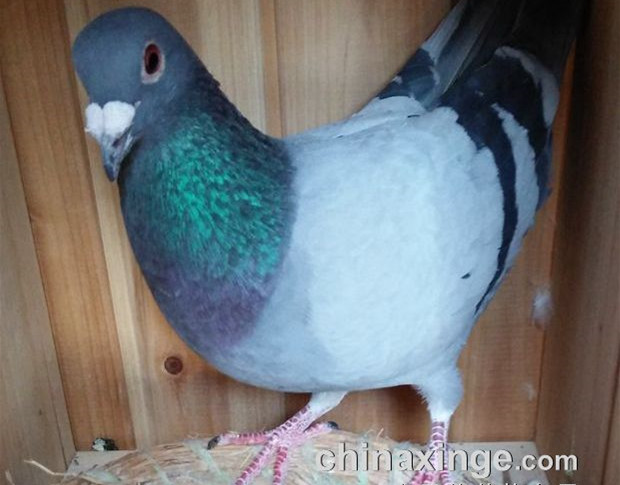 ��������ɼ� ·ѵҪ�а취