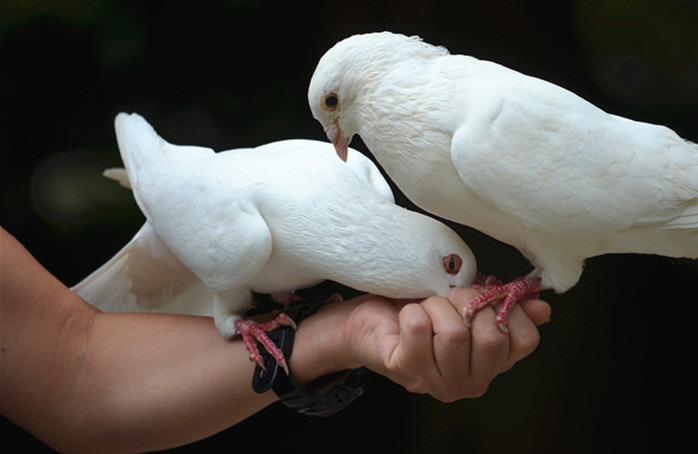 �����Ÿ�Ĺ���