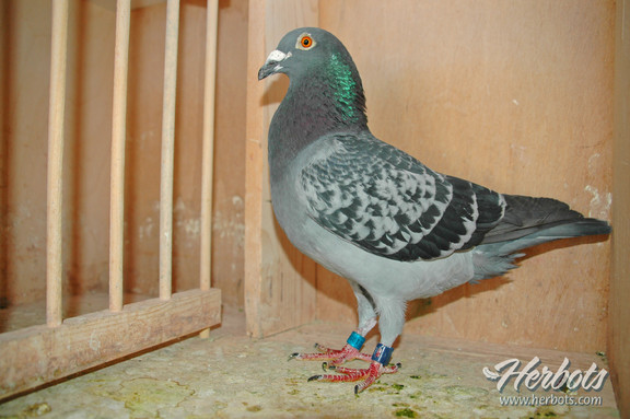 ÿ��һ�룺��������߷��ٵġ�������