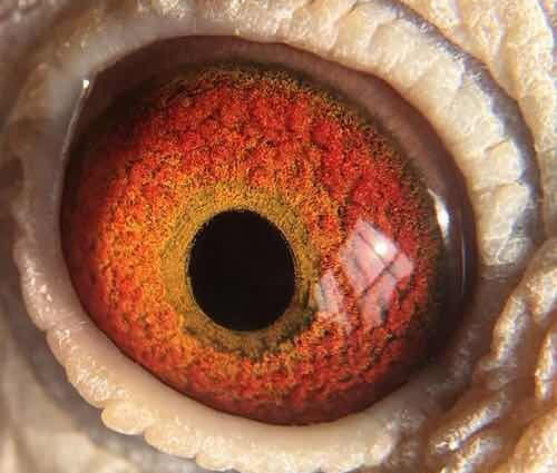 �ָ���� ��ʦ�ǰ��Ҽ�����