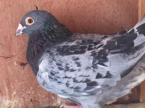 �ݳ�Ƥ���ǣ�