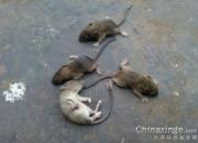������Ѩ ��Ҫն�ݳ�����