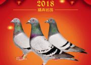 2018���������ݡ��������ǡ���