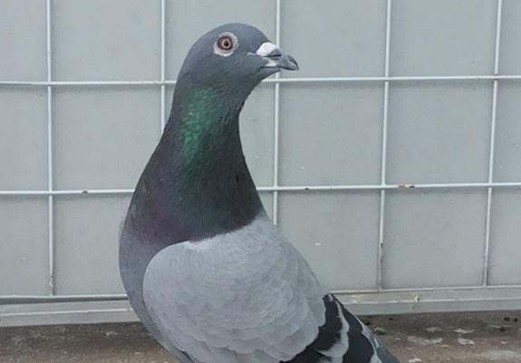 �������£������뾫����������