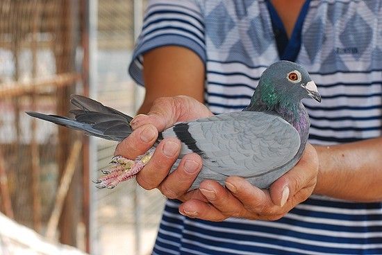 �����˸����Լ�����