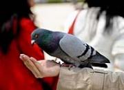 ���ĸ��� ���ĳԻ�