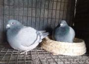 ���ӻ�������