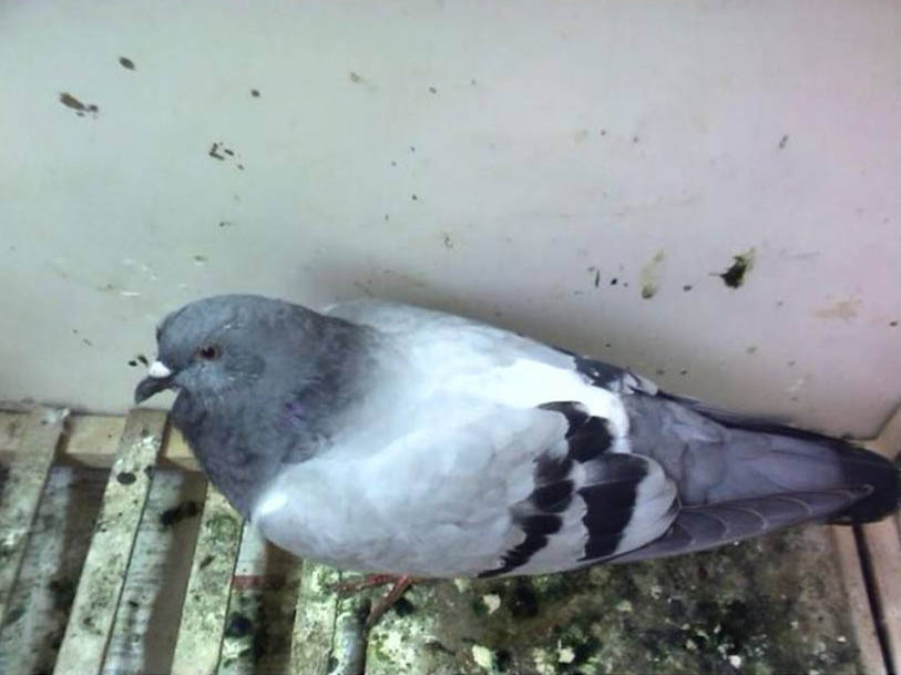 ������ˮ������߻���ҩ��